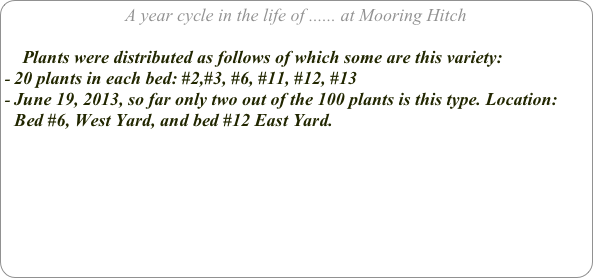 A year cycle in the life of ...... at Mooring Hitch

    Plants were distributed as follows of which some are this variety:
20 plants in each bed: #2,#3, #6, #11, #12, #13
June 19, 2013, so far only two out of the 100 plants is this type. Location: Bed #6, West Yard, and bed #12 East Yard.