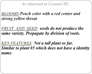 As observed in Coastal NC.

BLOOMS:Peach color with a red center and strong yellow throat 

FRUIT  AND  SEED: seeds do not produce the same variety. Propagate by division of roots.

KEY FEATURES: Not a tall plant so far.
Similar to plant #5 which does not have a identity name.