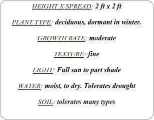 HEIGHT X SPREAD: 2 ft x 2 ft

PLANT TYPE: deciduous, dormant in winter.

GROWTH RATE: moderate

TEXTURE: fine

LIGHT: Full sun to part shade

WATER: moist, to dry. Tolerates drought

SOIL: tolerates many types
