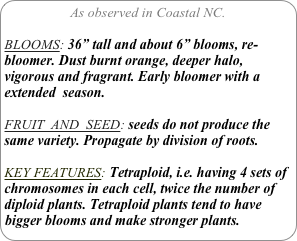 As observed in Coastal NC.

BLOOMS: 36” tall and about 6” blooms, re-bloomer. Dust burnt orange, deeper halo, vigorous and fragrant. Early bloomer with a extended  season.

FRUIT  AND  SEED: seeds do not produce the same variety. Propagate by division of roots.

KEY FEATURES: Tetraploid, i.e. having 4 sets of chromosomes in each cell, twice the number of diploid plants. Tetraploid plants tend to have bigger blooms and make stronger plants.