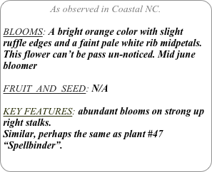 As observed in Coastal NC.

BLOOMS: A bright orange color with slight ruffle edges and a faint pale white rib midpetals. This flower can’t be pass un-noticed. Mid june bloomer

FRUIT  AND  SEED: N/A

KEY FEATURES: abundant blooms on strong up right stalks.
Similar, perhaps the same as plant #47 “Spellbinder”.