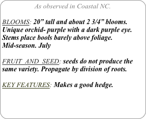 As observed in Coastal NC.

BLOOMS: 20” tall and about 2 3/4” blooms. 
Unique orchid- purple with a dark purple eye. Stems place bools barely above foliage.
Mid-season. July

FRUIT  AND  SEED: seeds do not produce the same variety. Propagate by division of roots.

KEY FEATURES: Makes a good hedge. 