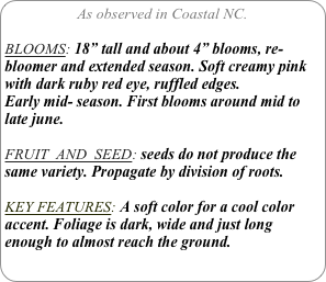 As observed in Coastal NC.

BLOOMS: 18” tall and about 4” blooms, re-bloomer and extended season. Soft creamy pink with dark ruby red eye, ruffled edges.
Early mid- season. First blooms around mid to late june.

FRUIT  AND  SEED: seeds do not produce the same variety. Propagate by division of roots.

KEY FEATURES: A soft color for a cool color accent. Foliage is dark, wide and just long enough to almost reach the ground.