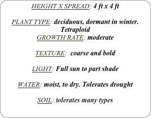 HEIGHT X SPREAD: 4 ft x 4 ft

PLANT TYPE: deciduous, dormant in winter.
Tetraploid
GROWTH RATE: moderate

TEXTURE:  coarse and bold

LIGHT: Full sun to part shade

WATER: moist, to dry. Tolerates drought

SOIL: tolerates many types
