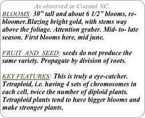 As observed in Coastal NC.
BLOOMS: 30” tall and about 6 1/2” blooms, re-bloomer.Blazing bright gold, with stems way above the foliage. Attention graber. Mid- to- late season. First blooms here, mid june.

FRUIT  AND  SEED: seeds do not produce the same variety. Propagate by division of roots.

KEY FEATURES: This is truly a eye-catcher.
Tetraploid, i.e. having 4 sets of chromosomes in each cell, twice the number of diploid plants. Tetraploid plants tend to have bigger blooms and make stronger plants.