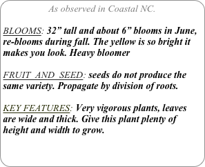 As observed in Coastal NC.

BLOOMS: 32” tall and about 6” blooms in June, re-blooms during fall. The yellow is so bright it makes you look. Heavy bloomer

FRUIT  AND  SEED: seeds do not produce the same variety. Propagate by division of roots.

KEY FEATURES: Very vigorous plants, leaves are wide and thick. Give this plant plenty of height and width to grow. 

