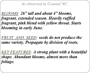 As observed in Coastal NC.

BLOOMS: 26” tall and about 4” blooms, fragrant, extended season. Heavily ruffled fragrant, pink blend with yellow throat. Starts blooming in early June.

FRUIT  AND  SEED: seeds do not produce the same variety. Propagate by division of roots.

KEY FEATURES: A strong plant with a beautiful shape. Abundant blooms, almost more than foliage.
