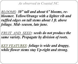 As observed in Coastal NC.

BLOOMS: 30” tall and about 6” blooms, re-bloomer. Yellow/Orange with a lighter rib and ruffled edges on tall stems about 1 ft. above foliage. Mid- season, late june.

FRUIT  AND  SEED: seeds do not produce the same variety. Propagate by division of roots.

KEY FEATURES: foliage is wide and druppy, while flower stems stay Up-right and strong.