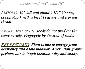 As observed in Coastal NC.

BLOOMS: 10” tall and about 2 1/2” blooms, creamy/pink with a bright red eye and a green throat.

FRUIT  AND  SEED: seeds do not produce the same variety. Propagate by division of roots.

KEY FEATURES: Plant is late to emerge from dormancy and a late bloomer. A very slow grower perhaps due to tough location : dry and shady.
