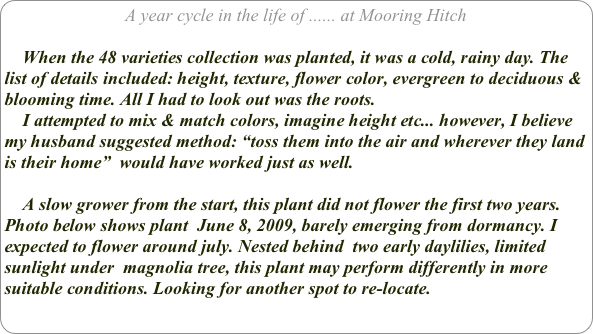 A year cycle in the life of ...... at Mooring Hitch

    When the 48 varieties collection was planted, it was a cold, rainy day. The list of details included: height, texture, flower color, evergreen to deciduous & blooming time. All I had to look out was the roots. 
    I attempted to mix & match colors, imagine height etc... however, I believe my husband suggested method: “toss them into the air and wherever they land is their home”  would have worked just as well.
    
    A slow grower from the start, this plant did not flower the first two years.
Photo below shows plant  June 8, 2009, barely emerging from dormancy. I expected to flower around july. Nested behind  two early daylilies, limited sunlight under  magnolia tree, this plant may perform differently in more suitable conditions. Looking for another spot to re-locate.
