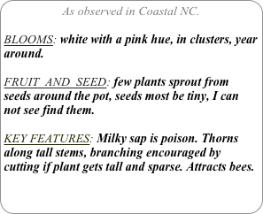 As observed in Coastal NC.

BLOOMS: white with a pink hue, in clusters, year around.

FRUIT  AND  SEED: few plants sprout from seeds around the pot, seeds most be tiny, I can not see find them.

KEY FEATURES: Milky sap is poison. Thorns along tall stems, branching encouraged by cutting if plant gets tall and sparse. Attracts bees.