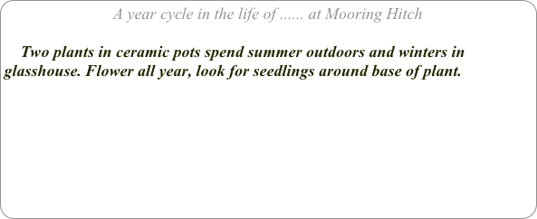 A year cycle in the life of ...... at Mooring Hitch

    Two plants in ceramic pots spend summer outdoors and winters in glasshouse. Flower all year, look for seedlings around base of plant. 