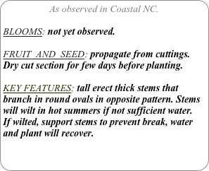 As observed in Coastal NC.

BLOOMS: not yet observed.

FRUIT  AND  SEED: propagate from cuttings. Dry cut section for few days before planting.

KEY FEATURES: tall erect thick stems that branch in round ovals in opposite pattern. Stems will wilt in hot summers if not sufficient water.
If wilted, support stems to prevent break, water and plant will recover.