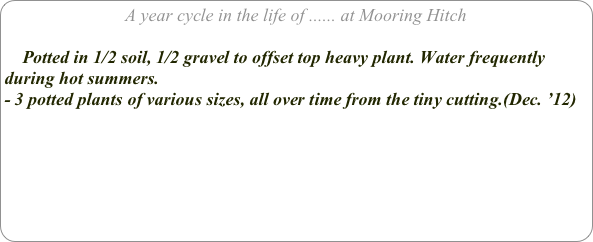 A year cycle in the life of ...... at Mooring Hitch

    Potted in 1/2 soil, 1/2 gravel to offset top heavy plant. Water frequently during hot summers.
- 3 potted plants of various sizes, all over time from the tiny cutting.(Dec. ’12)