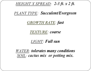 HEIGHT X SPREAD:  2-3 ft. x 2 ft.

PLANT TYPE:  Succulent/Evergreen

GROWTH RATE: fast 

TEXTURE: coarse

LIGHT: Full sun

WATER: tolerates many conditions
SOIL: cactus mix  or potting mix.
