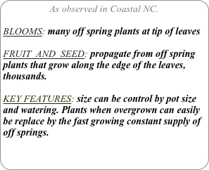 As observed in Coastal NC.

BLOOMS: many off spring plants at tip of leaves

FRUIT  AND  SEED: propagate from off spring plants that grow along the edge of the leaves, thousands.

KEY FEATURES: size can be control by pot size and watering. Plants when overgrown can easily be replace by the fast growing constant supply of off springs.