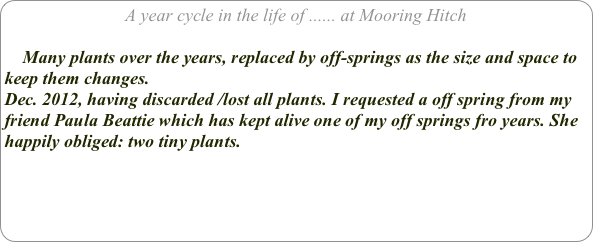 A year cycle in the life of ...... at Mooring Hitch

    Many plants over the years, replaced by off-springs as the size and space to keep them changes.
Dec. 2012, having discarded /lost all plants. I requested a off spring from my friend Paula Beattie which has kept alive one of my off springs fro years. She happily obliged: two tiny plants.