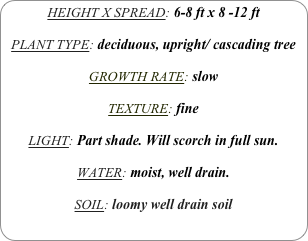HEIGHT X SPREAD: 6-8 ft x 8 -12 ft

PLANT TYPE: deciduous, upright/ cascading tree

GROWTH RATE: slow

TEXTURE: fine

LIGHT: Part shade. Will scorch in full sun.

WATER: moist, well drain.

SOIL: loomy well drain soil
