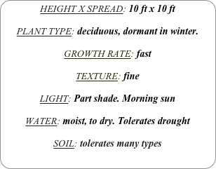 HEIGHT X SPREAD: 10 ft x 10 ft

PLANT TYPE: deciduous, dormant in winter.

GROWTH RATE: fast

TEXTURE: fine

LIGHT: Part shade. Morning sun

WATER: moist, to dry. Tolerates drought

SOIL: tolerates many types
