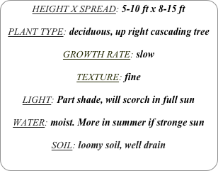 HEIGHT X SPREAD: 5-10 ft x 8-15 ft

PLANT TYPE: deciduous, up right cascading tree

GROWTH RATE: slow

TEXTURE: fine

LIGHT: Part shade, will scorch in full sun 

WATER: moist. More in summer if stronge sun

SOIL: loomy soil, well drain
