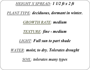 HEIGHT X SPREAD: 1 1/2 ft x 2 ft

PLANT TYPE: deciduous, dormant in winter.

GROWTH RATE: medium

TEXTURE: fine - medium 

LIGHT: Full sun to part shade

WATER: moist, to dry. Tolerates drought

SOIL: tolerates many types
