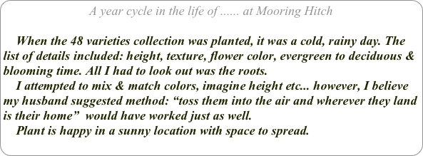 A year cycle in the life of ...... at Mooring Hitch

    When the 48 varieties collection was planted, it was a cold, rainy day. The list of details included: height, texture, flower color, evergreen to deciduous & blooming time. All I had to look out was the roots. 
    I attempted to mix & match colors, imagine height etc... however, I believe my husband suggested method: “toss them into the air and wherever they land is their home”  would have worked just as well.
    Plant is happy in a sunny location with space to spread. 