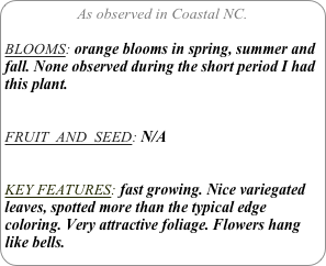 As observed in Coastal NC.

BLOOMS: orange blooms in spring, summer and fall. None observed during the short period I had this plant.


FRUIT  AND  SEED: N/A


KEY FEATURES: fast growing. Nice variegated  leaves, spotted more than the typical edge coloring. Very attractive foliage. Flowers hang like bells.