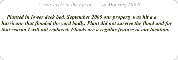 A year cycle in the life of ...... at Mooring Hitch

    Planted in lower deck bed. September 2005 our property was hit a a hurricane that flooded the yard badly. Plant did not survive the flood and for that reason I will not replaced. Floods are a regular feature in our location.
