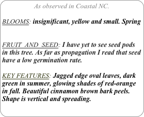 As observed in Coastal NC.

BLOOMS: insignificant, yellow and small. Spring


FRUIT  AND  SEED: I have yet to see seed pods in this tree. As far as propagation I read that seed have a low germination rate.

KEY FEATURES: Jagged edge oval leaves, dark green in summer, glowing shades of red-orange in fall. Beautiful cinnamon brown bark peels.
Shape is vertical and spreading.