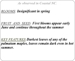 As observed in Coastal NC.

BLOOMS: Insignificant in spring


FRUIT  AND  SEED: First blooms appear early June and continue throughout the summer


KEY FEATURES:Darkest leaves of any of the palmatum maples, leaves remain dark even in hot
summer.