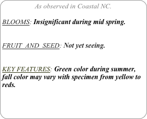 As observed in Coastal NC.

BLOOMS: Insignificant during mid spring.


FRUIT  AND  SEED: Not yet seeing.


KEY FEATURES: Green color during summer, fall color may vary with specimen from yellow to reds.