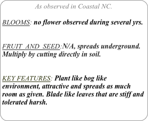 As observed in Coastal NC.

BLOOMS: no flower observed during several yrs.


FRUIT  AND  SEED:N/A, spreads underground. Multiply by cutting directly in soil.


KEY FEATURES: Plant like bog like environment, attractive and spreads as much room as given. Blade like leaves that are stiff and tolerated harsh.