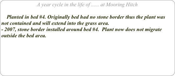 A year cycle in the life of ...... at Mooring Hitch

    Planted in bed #4. Originally bed had no stone border thus the plant was not contained and will extend into the grass area.
- 2007, stone border installed around bed #4.  Plant now does not migrate outside the bed area.




