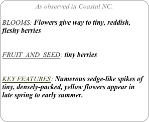 As observed in Coastal NC.

BLOOMS: Flowers give way to tiny, reddish, fleshy berries


FRUIT  AND  SEED: tiny berries


KEY FEATURES: Numerous sedge-like spikes of tiny, densely-packed, yellow flowers appear in late spring to early summer.