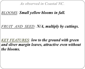 As observed in Coastal NC.

BLOOMS: Small yellow blooms in fall.


FRUIT  AND  SEED: N/A, multiply by cuttings.


KEY FEATURES: low to the ground with green and sliver margin leaves, attractive even without the blooms.