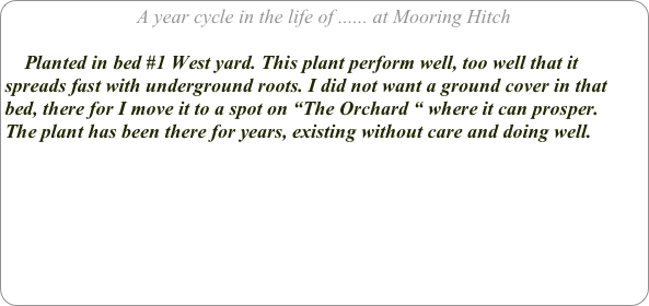A year cycle in the life of ...... at Mooring Hitch

    Planted in bed #1 West yard. This plant perform well, too well that it spreads fast with underground roots. I did not want a ground cover in that bed, there for I move it to a spot on “The Orchard “ where it can prosper.
The plant has been there for years, existing without care and doing well.


