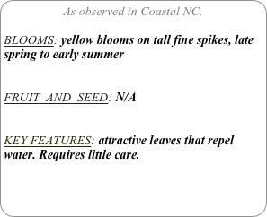 As observed in Coastal NC.

BLOOMS: yellow blooms on tall fine spikes, late spring to early summer


FRUIT  AND  SEED: N/A


KEY FEATURES: attractive leaves that repel water. Requires little care.