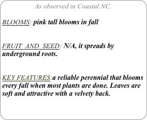 As observed in Coastal NC.

BLOOMS: pink tall blooms in fall


FRUIT  AND  SEED: N/A, it spreads by underground roots.


KEY FEATURES:a reliable perennial that blooms every fall when most plants are done. Leaves are soft and attractive with a velvety back.