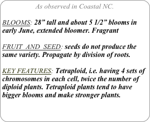 As observed in Coastal NC.

BLOOMS: 28” tall and about 5 1/2” blooms in early June, extended bloomer. Fragrant

FRUIT  AND  SEED: seeds do not produce the same variety. Propagate by division of roots.

KEY FEATURES: Tetraploid, i.e. having 4 sets of chromosomes in each cell, twice the number of diploid plants. Tetraploid plants tend to have bigger blooms and make stronger plants. 
