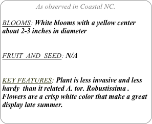 As observed in Coastal NC.

BLOOMS: White blooms with a yellow center about 2-3 inches in diameter


FRUIT  AND  SEED: N/A


KEY FEATURES: Plant is less invasive and less hardy  than it related A. tor. Robustissima .
Flowers are a crisp white color that make a great display late summer.