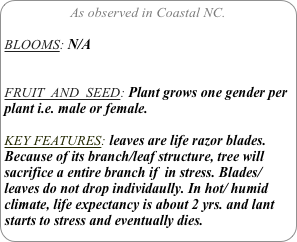 As observed in Coastal NC.

BLOOMS: N/A


FRUIT  AND  SEED: Plant grows one gender per plant i.e. male or female.

KEY FEATURES: leaves are life razor blades. Because of its branch/leaf structure, tree will sacrifice a entire branch if  in stress. Blades/leaves do not drop individaully. In hot/ humid climate, life expectancy is about 2 yrs. and lant starts to stress and eventually dies.