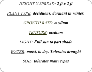 HEIGHT X SPREAD: 2 ft x 2 ft

PLANT TYPE: deciduous, dormant in winter.

GROWTH RATE: medium

TEXTURE: medium 

LIGHT: Full sun to part shade

WATER: moist, to dry. Tolerates drought

SOIL: tolerates many types
