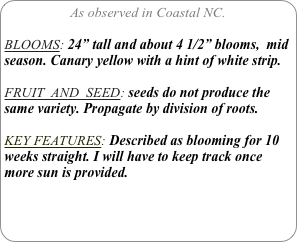 As observed in Coastal NC.

BLOOMS: 24” tall and about 4 1/2” blooms,  mid season. Canary yellow with a hint of white strip.

FRUIT  AND  SEED: seeds do not produce the same variety. Propagate by division of roots.

KEY FEATURES: Described as blooming for 10 weeks straight. I will have to keep track once more sun is provided. 
