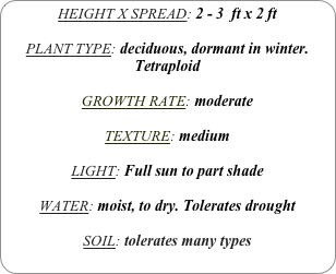 HEIGHT X SPREAD: 2 - 3  ft x 2 ft

PLANT TYPE: deciduous, dormant in winter.
Tetraploid

GROWTH RATE: moderate

TEXTURE: medium 

LIGHT: Full sun to part shade

WATER: moist, to dry. Tolerates drought

SOIL: tolerates many types
