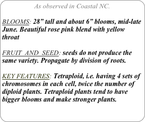 As observed in Coastal NC.

BLOOMS: 28” tall and about 6” blooms, mid-late June. Beautiful rose pink blend with yellow throat

FRUIT  AND  SEED: seeds do not produce the same variety. Propagate by division of roots.

KEY FEATURES: Tetraploid, i.e. having 4 sets of chromosomes in each cell, twice the number of diploid plants. Tetraploid plants tend to have bigger blooms and make stronger plants.
