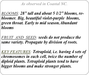 As observed in Coastal NC.

BLOOMS: 28” tall and about 5 1/2” blooms, re-bloomer. Big, beautiful violet-purple  blooms, green throat. Early to mid season.Abundant blooms

FRUIT  AND  SEED: seeds do not produce the same variety. Propagate by division of roots.

KEY FEATURES: Tetraploid, i.e. having 4 sets of chromosomes in each cell, twice the number of diploid plants. Tetraploid plants tend to have bigger blooms and make stronger plants.

