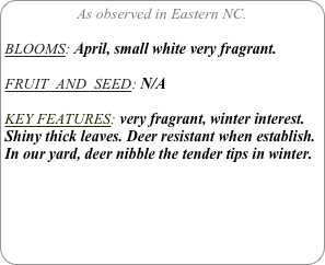 As observed in Eastern NC.

BLOOMS: April, small white very fragrant.

FRUIT  AND  SEED: N/A

KEY FEATURES: very fragrant, winter interest.
Shiny thick leaves. Deer resistant when establish. In our yard, deer nibble the tender tips in winter.

