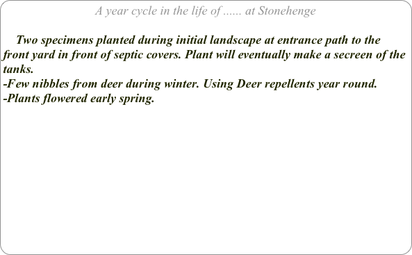 A year cycle in the life of ...... at Stonehenge

    Two specimens planted during initial landscape at entrance path to the front yard in front of septic covers. Plant will eventually make a secreen of the tanks.
-Few nibbles from deer during winter. Using Deer repellents year round.
-Plants flowered early spring.
