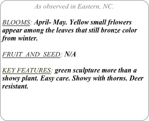 As observed in Eastern, NC.

BLOOMS: April- May. Yellow small frlowers appear among the leaves that still bronze color from winter.

FRUIT  AND  SEED: N/A

KEY FEATURES: green sculpture more than a showy plant. Easy care. Showy with thorns. Deer resistant.
