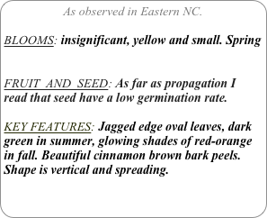 As observed in Eastern NC.

BLOOMS: insignificant, yellow and small. Spring


FRUIT  AND  SEED: As far as propagation I read that seed have a low germination rate.

KEY FEATURES: Jagged edge oval leaves, dark green in summer, glowing shades of red-orange in fall. Beautiful cinnamon brown bark peels.
Shape is vertical and spreading.